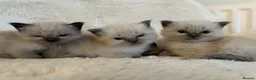 Ragdoll cats for sale: Pure Ragdoll Kittens – Ready to Reserve - Advert 5
