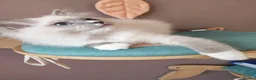 Ragdoll cats for sale: BEAUTIFUL RAGDOLLS KITTENS GCCF REGISTERED  - Advert 4