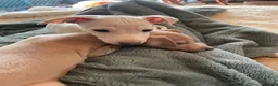 Italian Greyhound dogs for sale: Gorgeous KC Italian Greyhound Boys - Advert 11