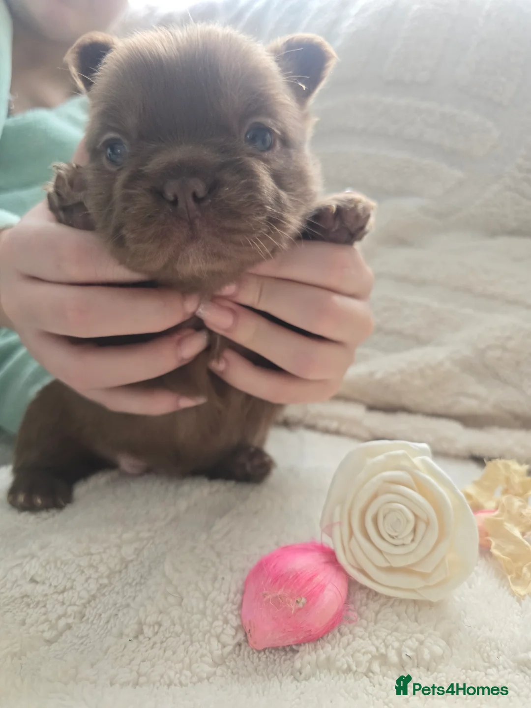 French Bulldog dogs for sale: Fluffy Frenchie  - Advert 14