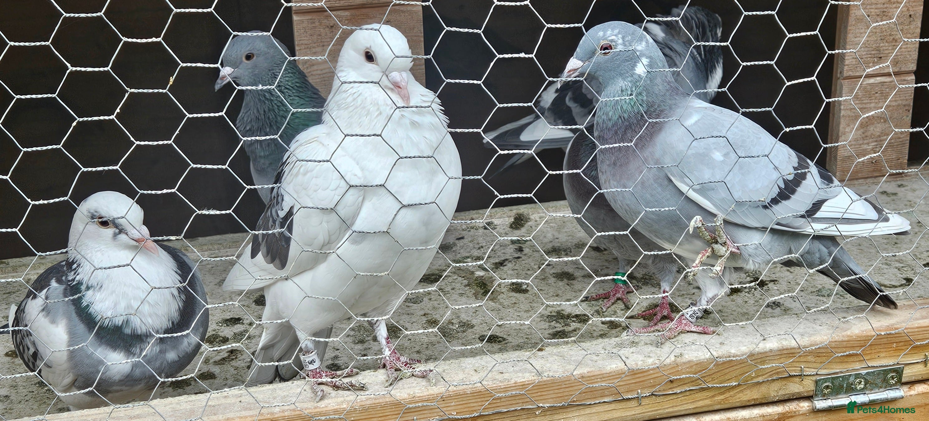 Pigeons birds Racing pigeons - Advert 2