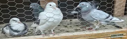 Pigeons birds for sale: Racing pigeons - Advert 1