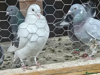 Pigeons birds Racing pigeons - Advert 2