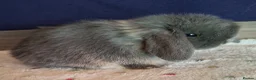 Mini Lop rabbits for sale: Mini lop buck - Advert 9