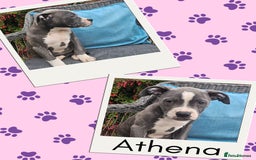 Mixed Breed dogs for sale: Staffy X Cane Corso Puppies - Image 6