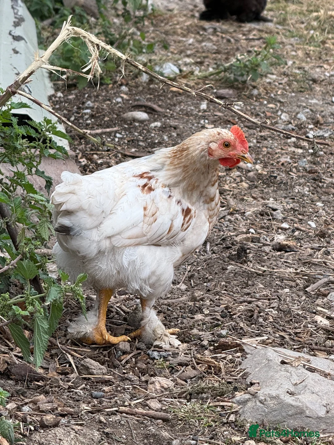 Chickens poultry for sale: 3 small hens available  - Advert 2