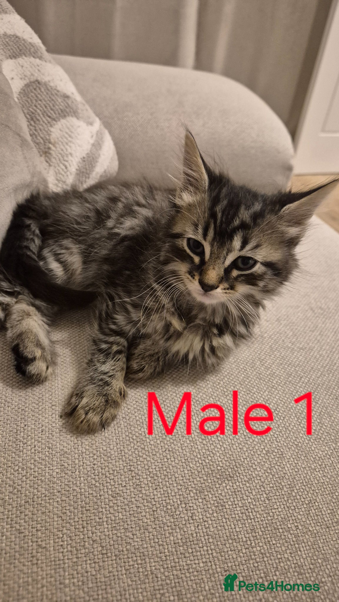 Mixed Breed cats 5 beautiful kittens for sale - Advert 4