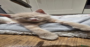 Mixed Breed cats - Advert 9
