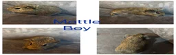 Guinea Pig rodents for sale: X8 baby boy/boar/male guinea pigs ready now.  - Advert 11