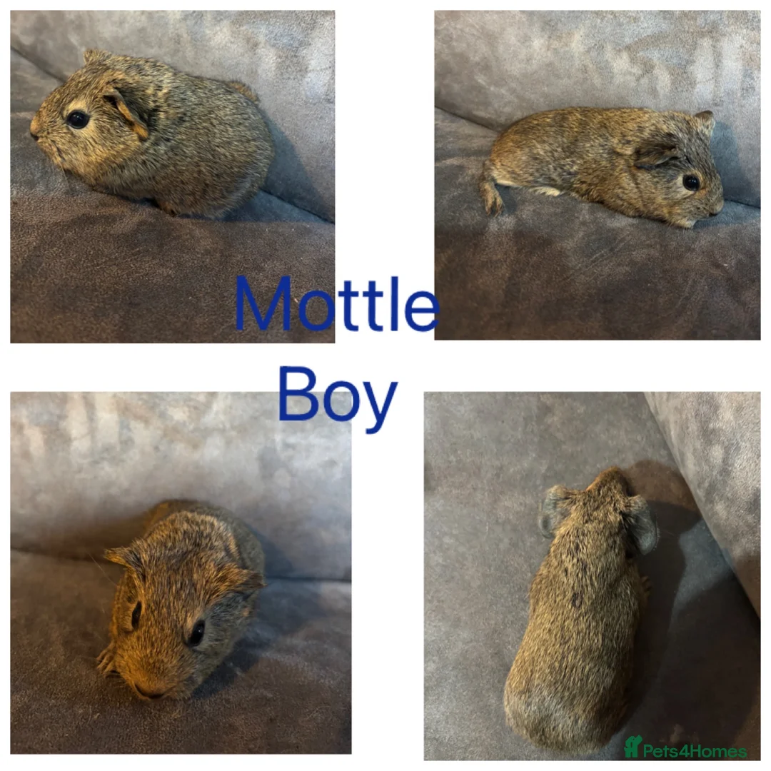 Guinea Pig rodents for sale: X8 baby boy/boar/male guinea pigs ready now.  - Advert 11