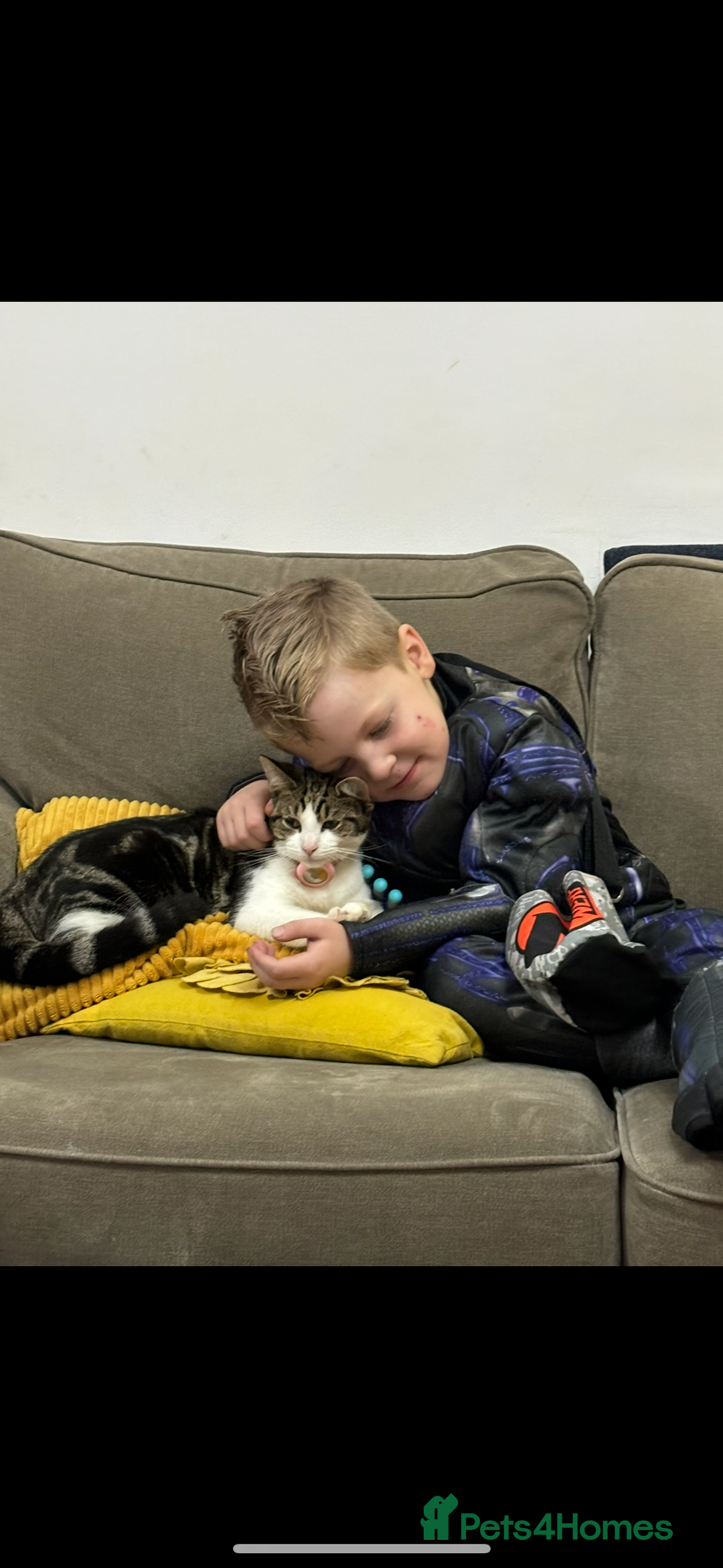 Mixed Breed cats for sale: Beautiful 2 year old female cat - Image 5