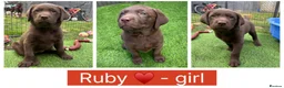 Labrador Retriever dogs for sale: Chunky chocolate family pet Labrador puppies - Advert 8