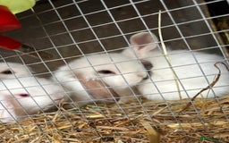 Mini Lop rabbits for sale: Mini Lops - Image 7