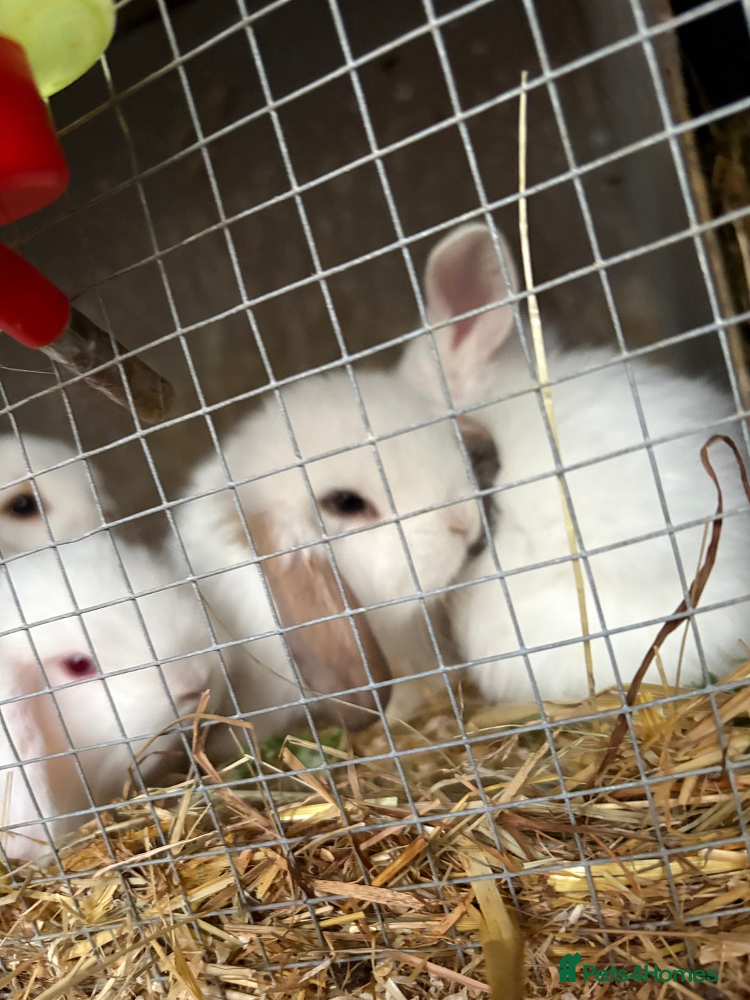 Mini Lop rabbits for sale: Mini Lops - Image 7