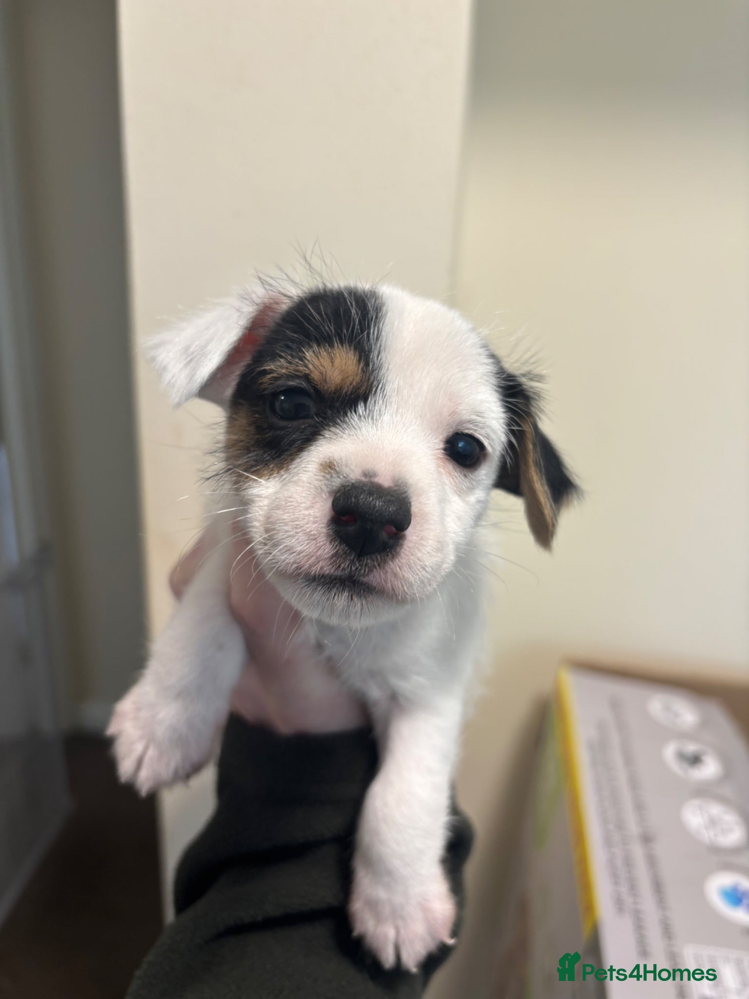 Jack Russell dogs Jack Russell Puppies - Advert 1