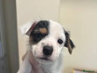 Jack Russell dogs for sale: Jack Russell Puppies - Advert 1