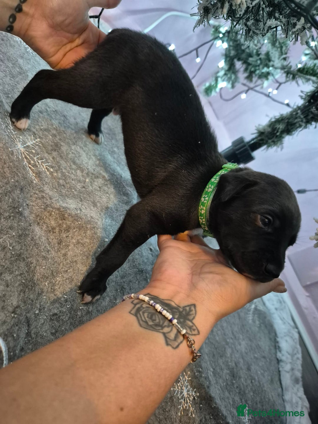 Mixed Breed dogs for sale: Gray bull hounds  - Advert 10