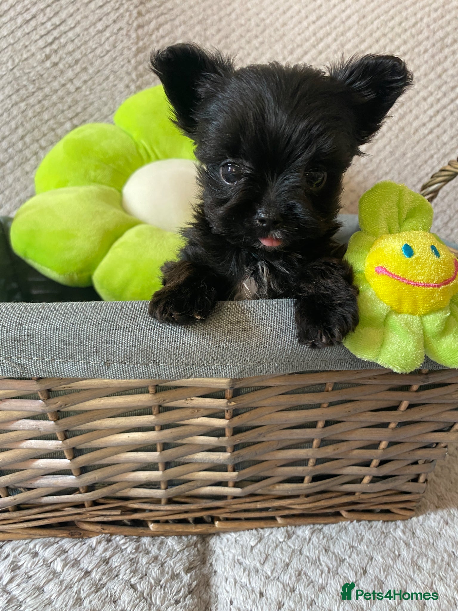 Yorkshire Terrier dogs Beautiful small Biewer Yorkshire Terrier Pedigree  - Advert 4