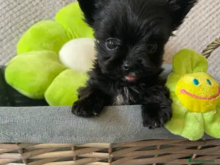 Yorkshire Terrier dogs Beautiful small Biewer Yorkshire Terrier Pedigree - Advert 4