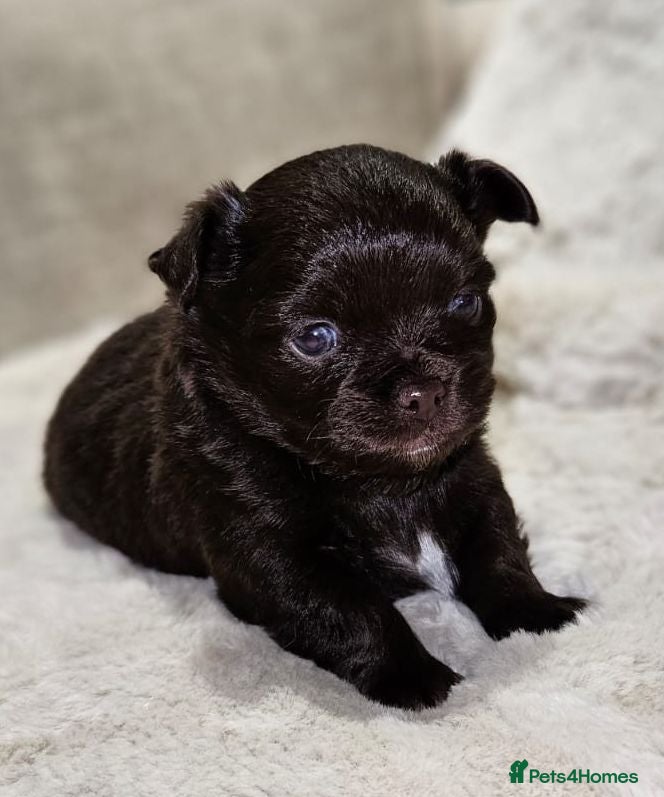 Chihuahua dogs ✨ Long haired Boys from Russian lines ✨ - Advert 15