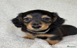 Miniature Dachshund dogs for sale: ⭐️ Miniature Long Haired Dachshund Pups ⭐  - Image 7