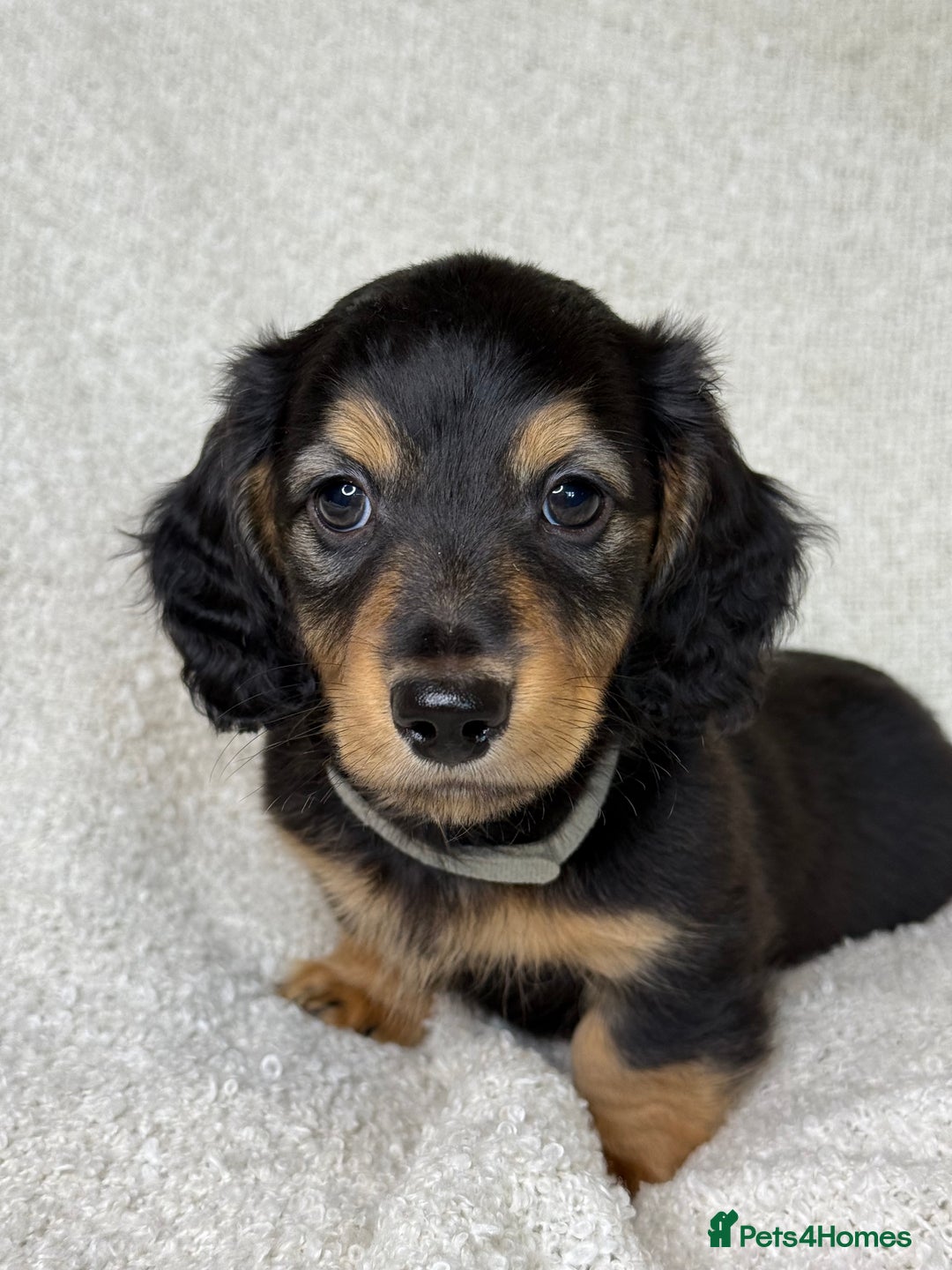 Miniature Dachshund dogs for sale: ⭐️ Miniature Long Haired Dachshund Pups ⭐  - Image 7