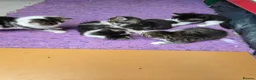 Mixed Breed cats for sale: 5 kittens and adult cat sale. Adult cat £50  in Ipswich - Advert 21