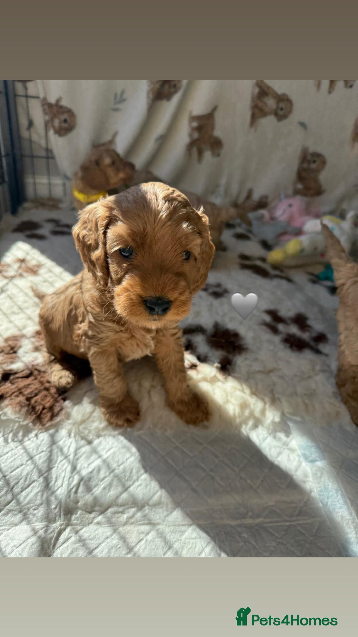 Cockapoo dogs F2 Cockapoo Puppies- Looking for Forever Homes! 🐾 - Advert 1