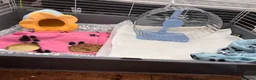Pygmy Hedgehog rodents for sale: Hedgehog for sale  in London - Advert 2