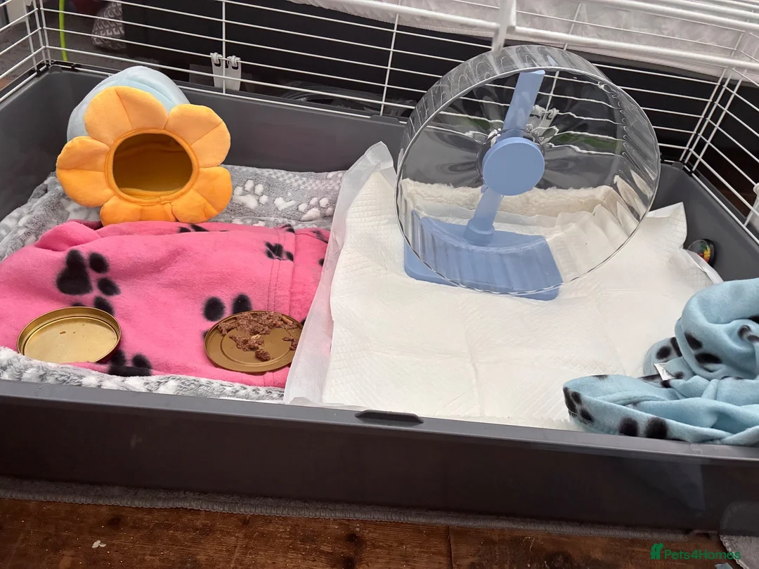 Pygmy Hedgehog rodents for sale: Hedgehog for sale  in London - Advert 2