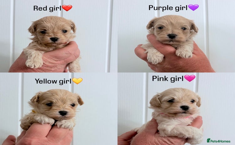 Maltipoo dogs - Advert 1