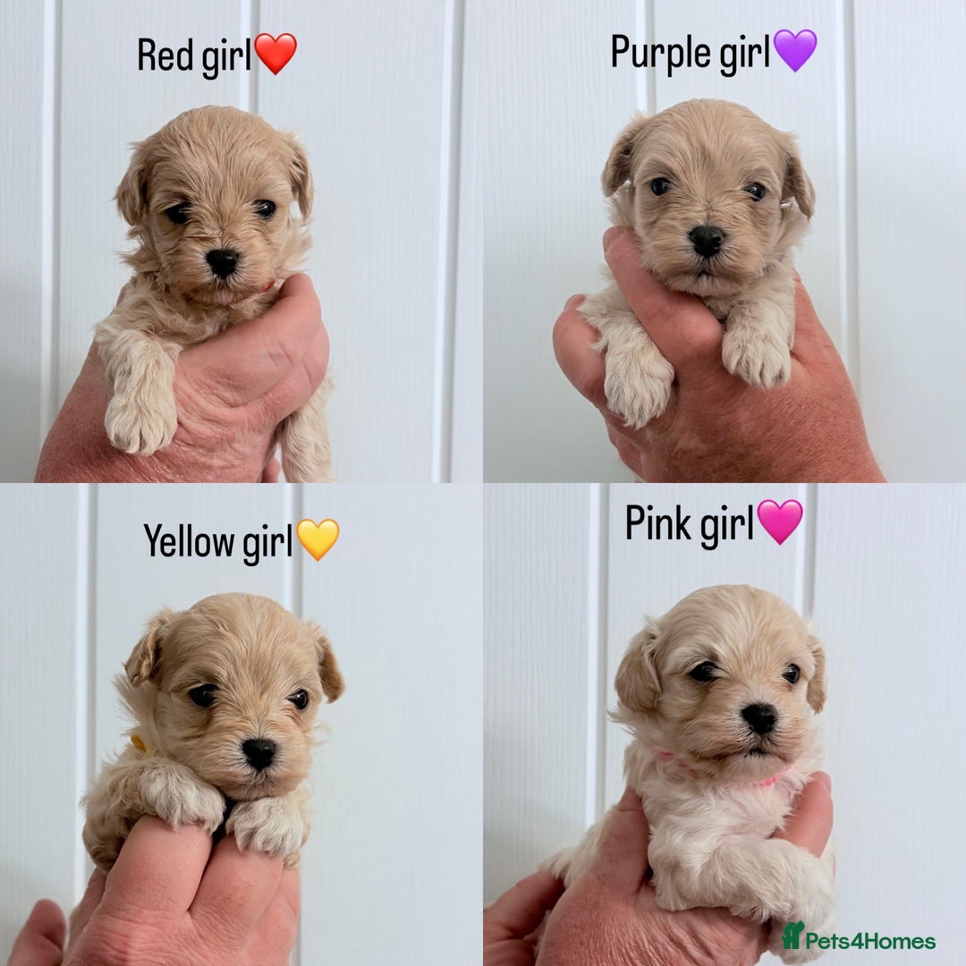 Maltipoo dogs for sale: 4 gorgeous F1 Toy Maltipoo girls 🩷 - Image 1