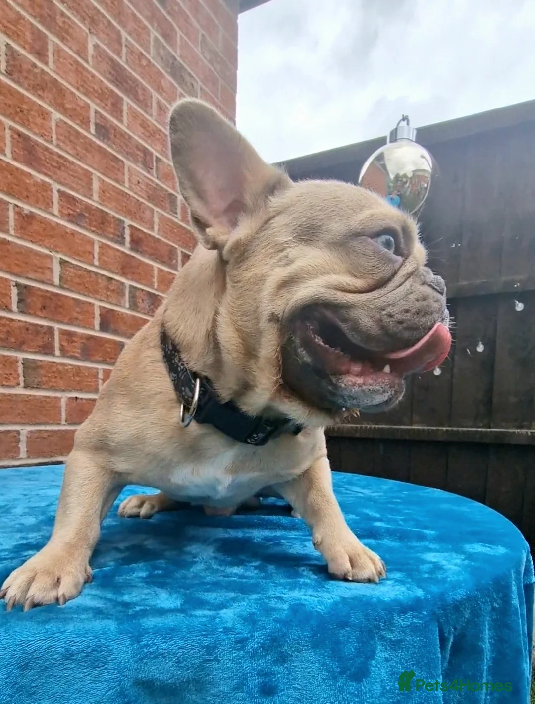 French Bulldog dogs for stud: ZUES L4 CARRIER in Liverpool - Advert 6