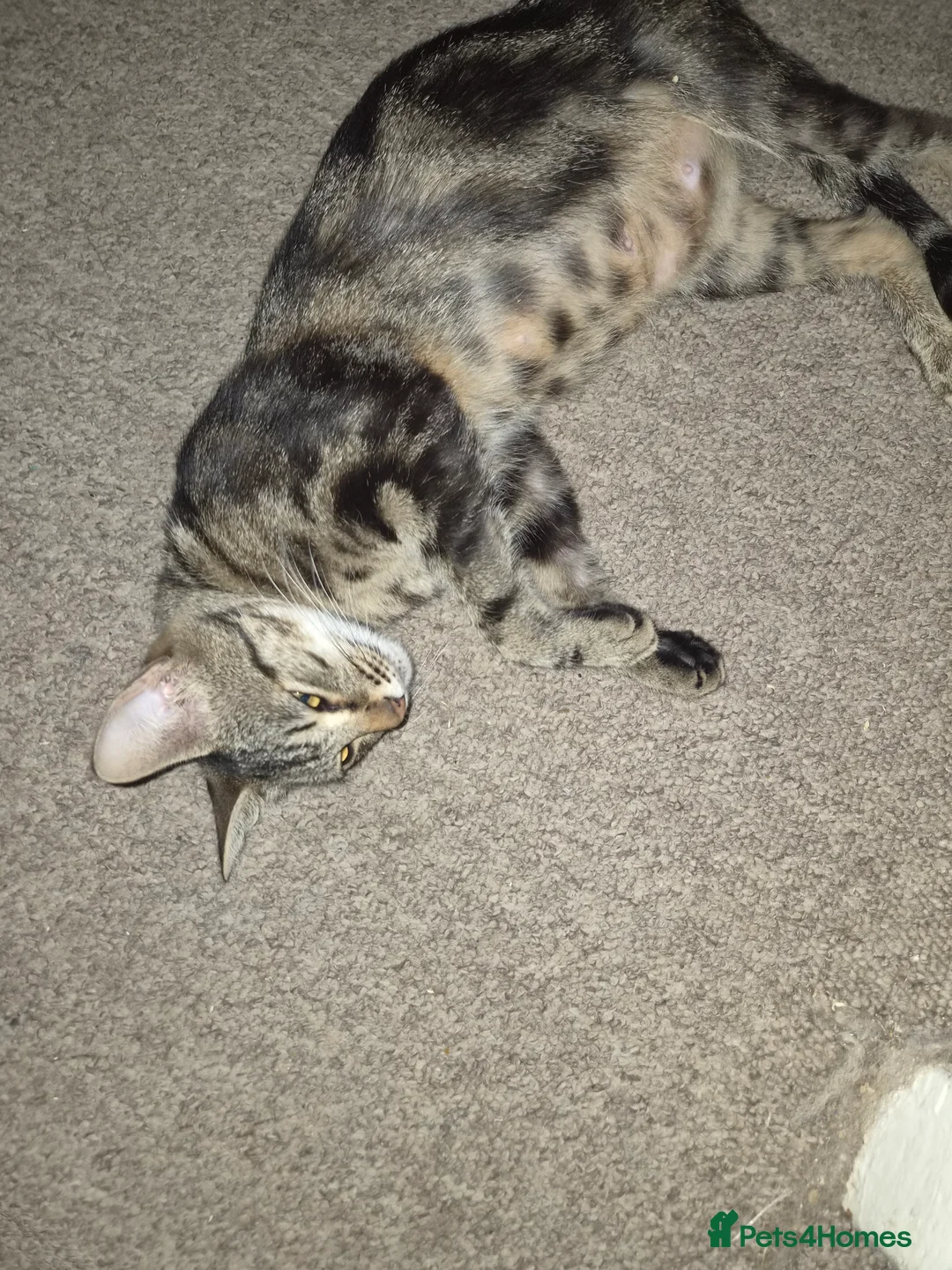 Mixed Breed cats for sale: 5 kittens gor sale in melksham  in Melksham - Advert 2