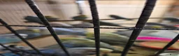 Budgerigars birds for sale: Baby buddies for sale - Advert 6