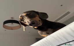 Dachshund dogs for sale: Rehoming our 3 yo dachshund  - Image 11
