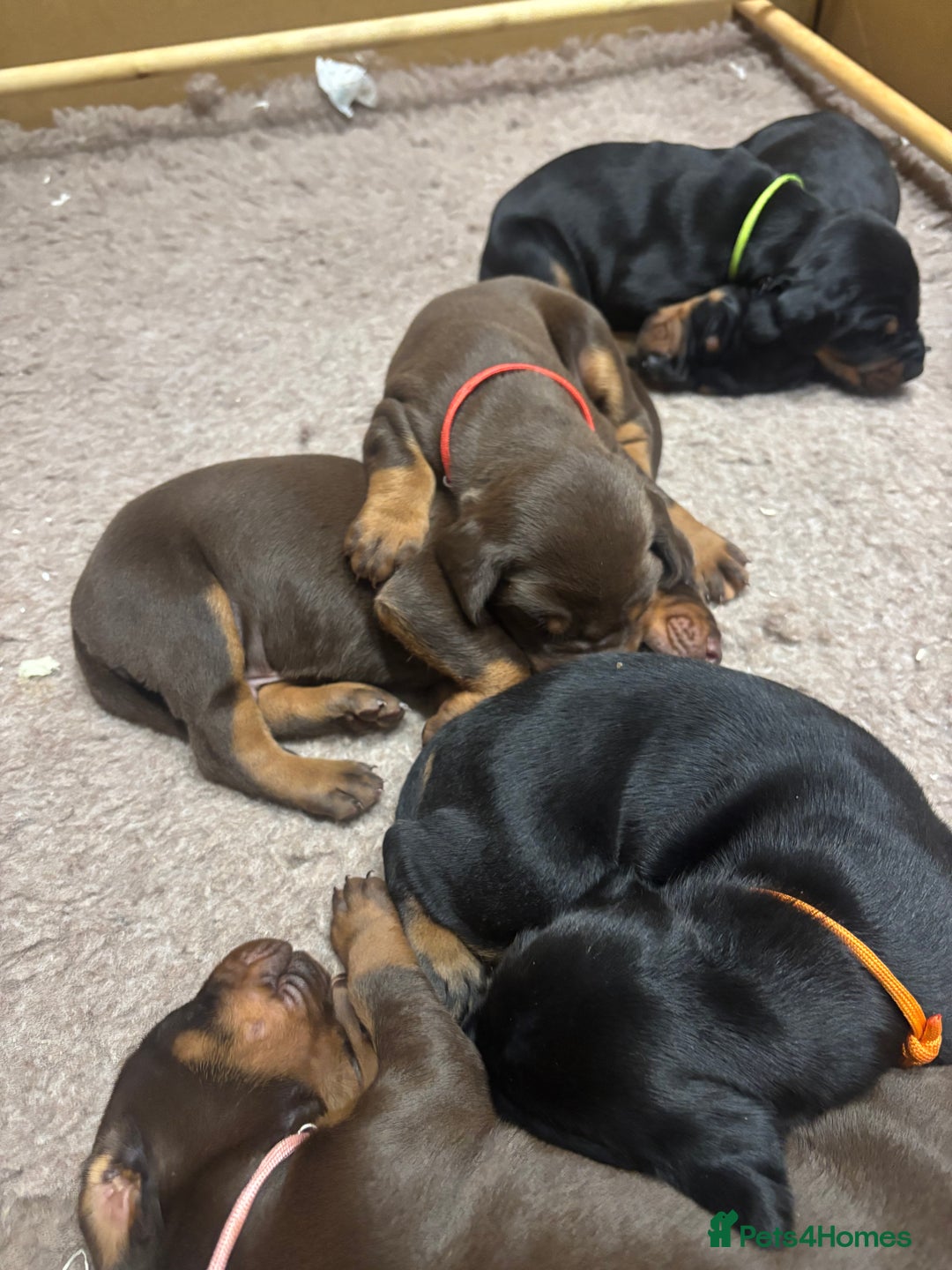 Dobermann dogs for sale: Beautiful chunky Dobermans - Advert 4