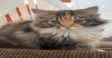 Mixed Breed cats - Advert 11