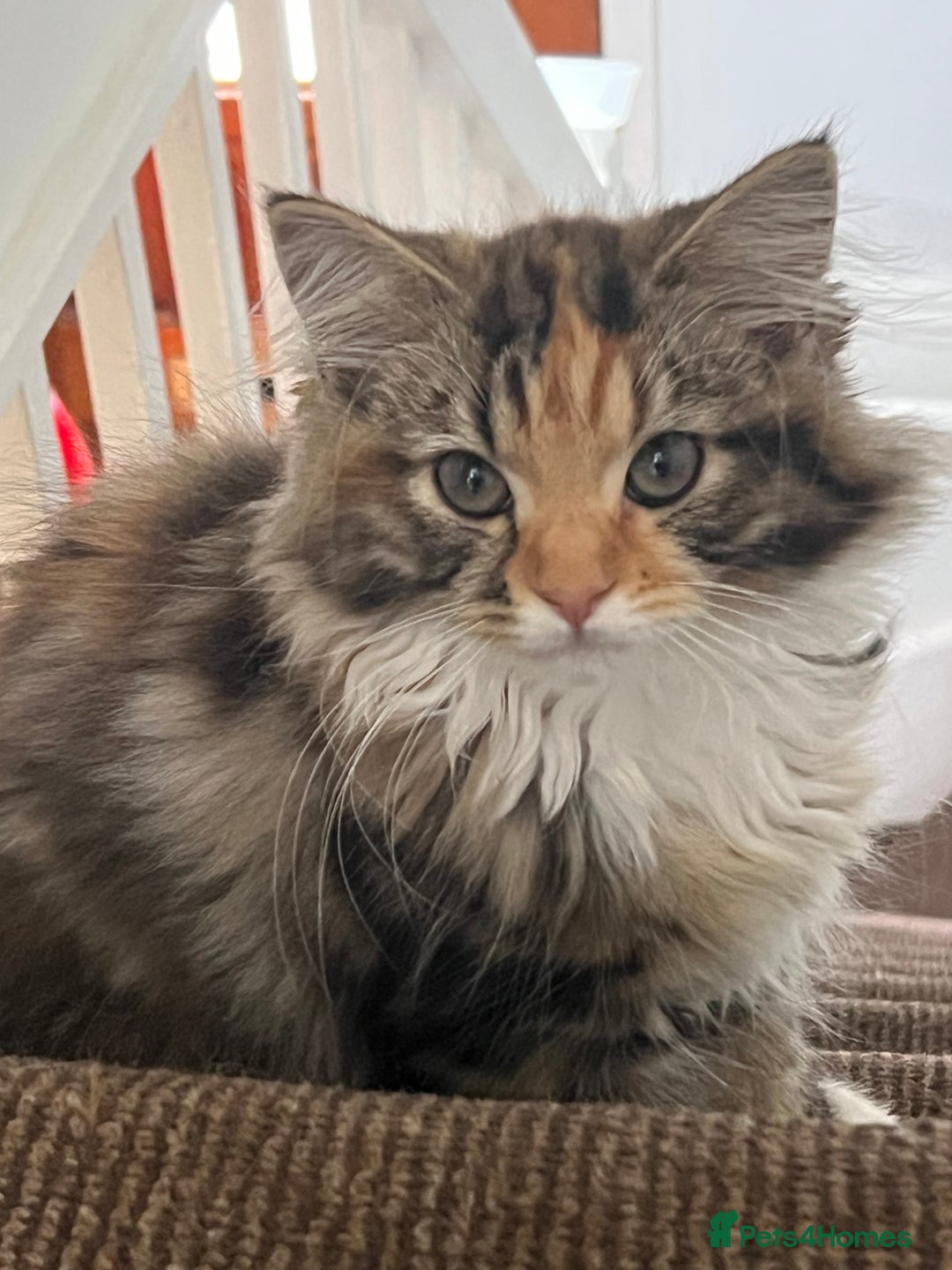 Mixed Breed cats for sale: Beautiful kittens  - Image 3
