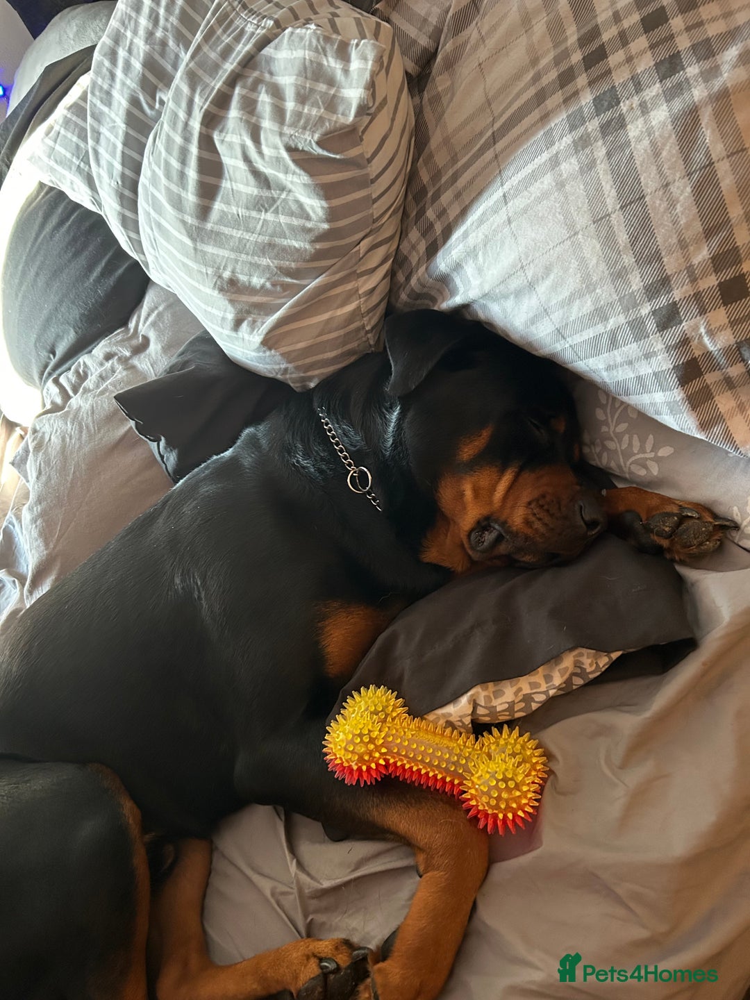 Rottweiler dogs for sale: Rottweiler puppies ready to leave now !!!! - Advert 12