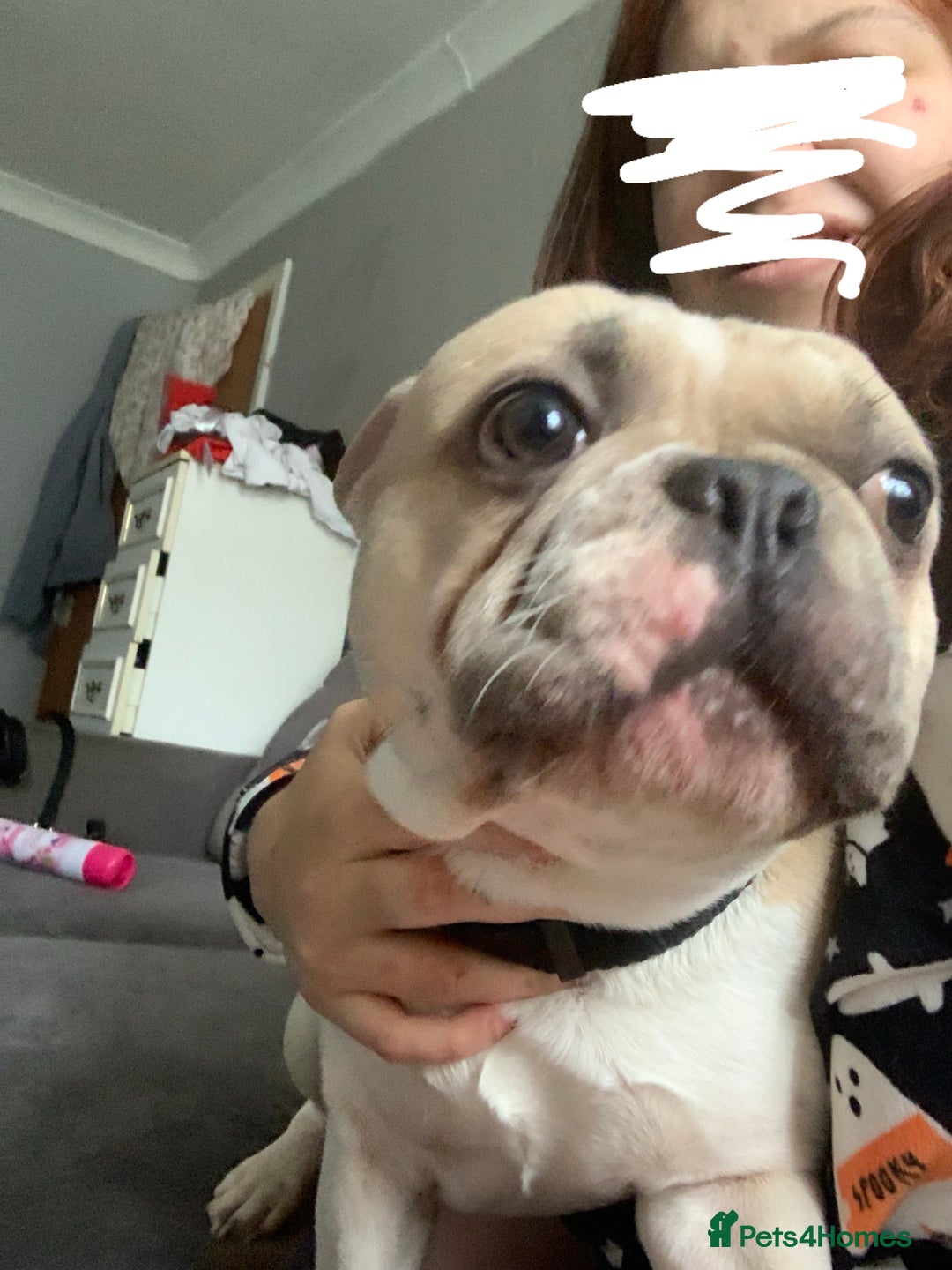 Mixed Breed dogs for sale: French bull dogs in Shrewsbury - Image 1