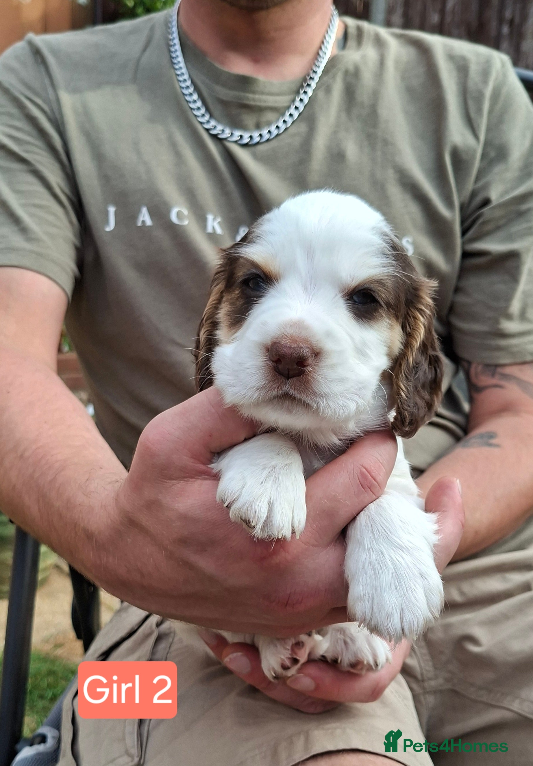 Cocker Spaniel dogs Gorgeous litter of Cocker Spaniel Puppies - Advert 2