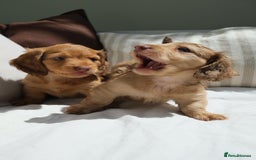 Miniature Dachshund dogs for sale: Miniature dachshunds - READY TO GO - Image 16
