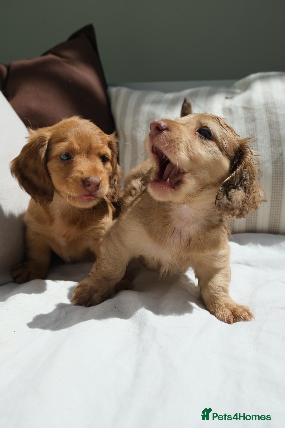 Miniature Dachshund dogs for sale: Miniature dachshunds - READY TO GO - Image 16