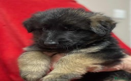 German Shepherd dogs for sale: Stunning longcoat German Shepherd puppies - Image 10