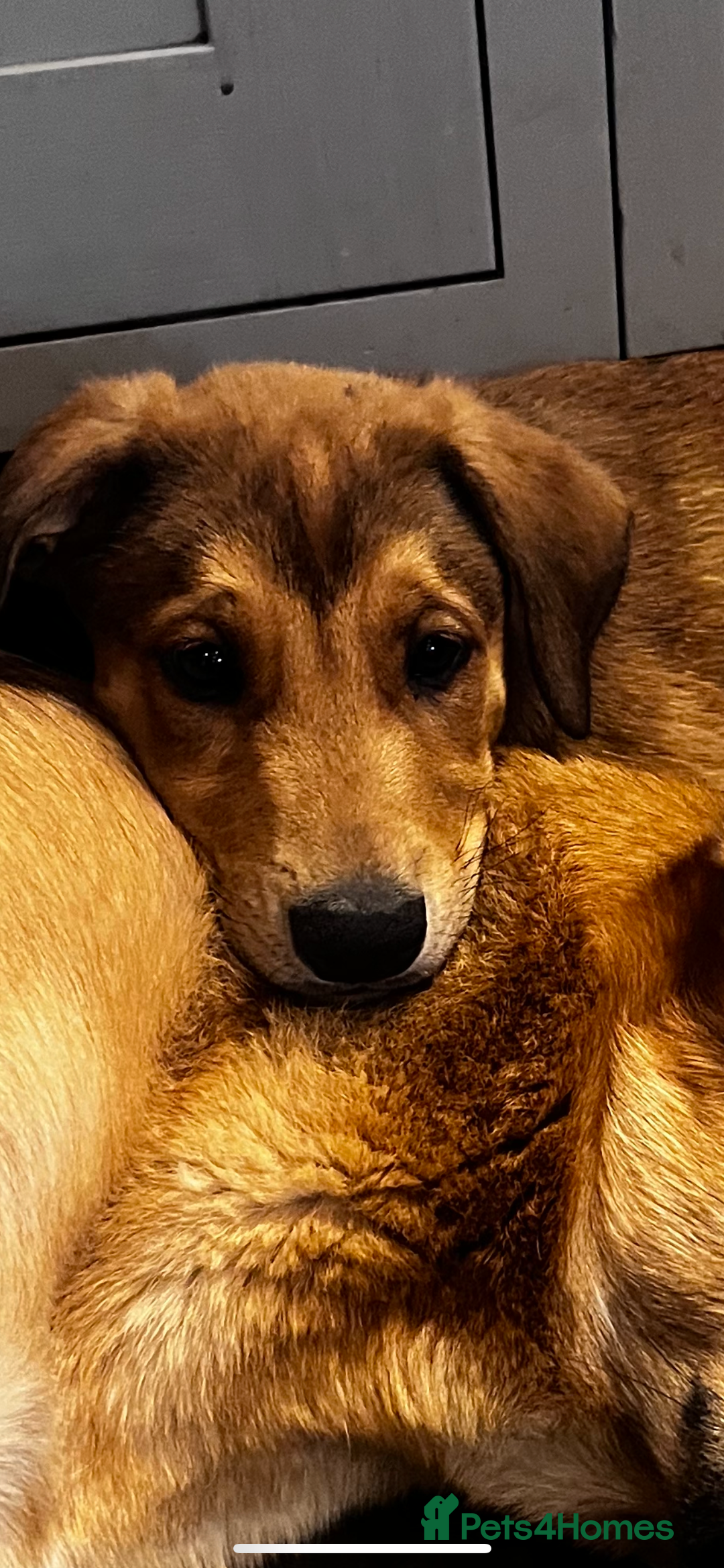 Belgian Shepherd Dog dogs for sale: Stunning litter of Belgium Malinois X Dobermann  - Image 2