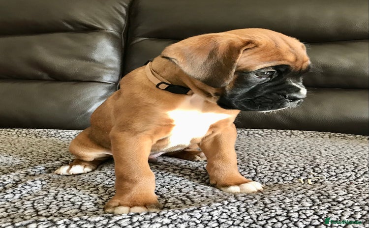 Boxer dogs - Advert 1