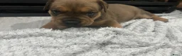 Mixed Breed dogs for sale: Beautiful puppers seeking their forever homes.  - Advert 14
