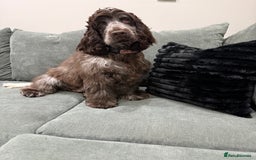 Cocker Spaniel dogs for sale: 7 Month Show Type Cocker Spaniel  - Advert 1