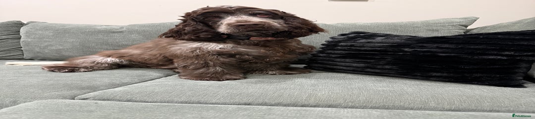 Cocker Spaniel Puppy 1